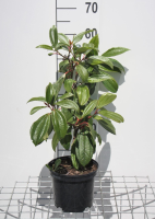 Viburnum davidii   pot   25 30 cm  
