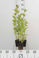 Nepeta subsessilis   pot 9x9 cm