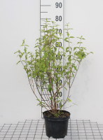 Philadelphus 'Lemoinei'   pot   50 60 cm