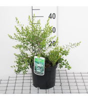 Spiraea x arguta   pot 3L   40 60 cm
