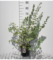 Symphoricarpos x doorenbosii 'White Hedge'   pot   50 60 cm