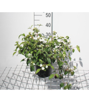Viburnum plicatum 'Watanabe'   pot   30 40 cm