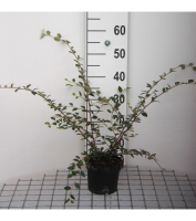 Cotoneaster franchetii   pot   40 60 cm