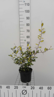 Elaeagnus pungens 'Maculata'   pot   30 40 cm