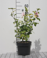 Hibiscus syriacus 'Hamabo'   pot   40 60 cm