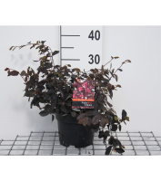 Loropetalum chinense 'Fire Dance'   pot   20 25 cm