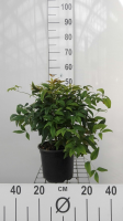 Nandina domestica 'Fire Power'   pot   25 30 cm