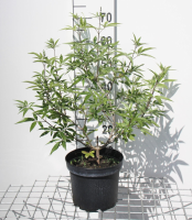 Vitex agnus castus   pot   30 40 cm  