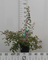 Kolkwitzia amabilis 'Pink Cloud'   pot   30 50 cm  