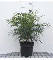 Mahonia eurybracteata 'Soft Caress'   pot 3L   25 30 cm