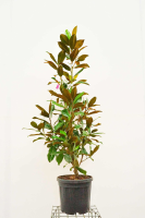 Magnolia grandiflora 'Galissonnière'   pot 25L   125 150 cm