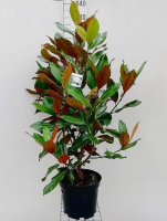Magnolia grandiflora 'Galissonnière'   Beverboom   pot 10L   80 100 cm