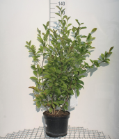 Magnolia 'George Henry Kern'   pot 10L   60 80 cm