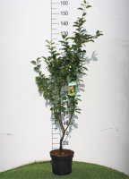Malus 'Golden Hornet'   pot   60 100 cm