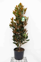 Magnolia grandiflora 'Little Gem'   pot 15L   80 100 cm