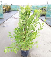 Magnolia x loebneri 'Leonard Messel'   pot 15L   125 150 cm