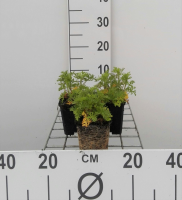 Malva moschata 'Alba'   pot 9x9 cm