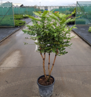 Mahonia x media 'Charity'   pot 20L   80 100 cm  