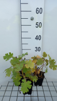 Macleaya microcarpa 'Kelway's Coral Plume'   pot 9x9 cm  
