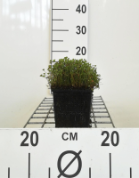 Marsilea quadrifolia   pot 11x11 cm