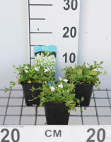 Mazus reptans 'Albus'   pot 9x9 cm