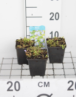 Mazus reptans   pot 9x9 cm  