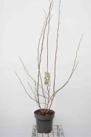 Magnolia x soulangeana   pot 12L   125 150 cm