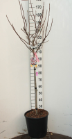 Magnolia x soulangeana   pot 18L   halfstam boom  