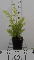Matteuccia struthiopteris   pot 2L  