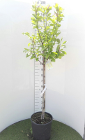 Magnolia 'Susan'   pot 18L   halfstam boom