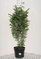 Magnolia 'Susan'   pot 10L   60 80 cm