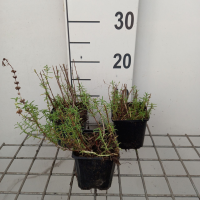 Mentha cervina   pot 9x9 cm  