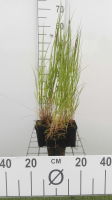 Melica ciliata   pot 9x9 cm  