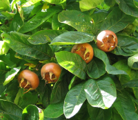 Mespilus germanica 'Nottingham'   pot 12L   125 150 cm