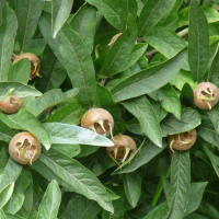 Mespilus germanica 'Westerveld'   pot 7,5L   struik