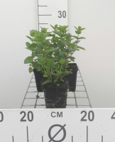 Citroenmelisse   pot 9x9 cm (Melissa officinalis)  