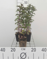 Pepermunt   pot 9x9 cm (Mentha x piperita)  