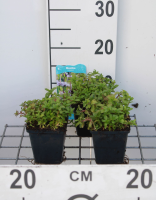 Mentha pulegium   pot 9x9 cm (Munt 'Poleimunt')  
