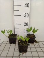 Menyanthes trifoliata   pot 9x9 cm  