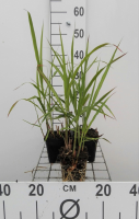 Miscanthus x giganteus   pot 9x9 cm  