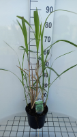Miscanthus x giganteus   pot 3L  