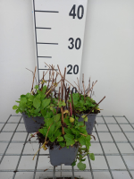 Mimulus luteus   pot 9x9 cm