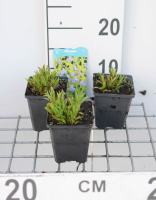 Mimulus ringens   pot 9x9 cm