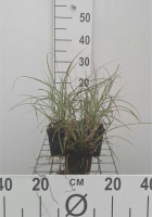 Miscanthus sinensis 'Adagio'   pot 9x9 cm  