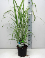 Miscanthus sinensis 'Cabaret'   pot 3L  