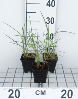 Miscanthus sinensis 'Flamingo'   pot 9x9 cm  
