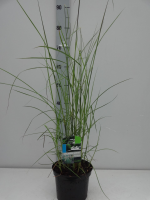 Miscanthus sinensis 'Flamingo'   pot 3L  