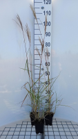 Miscanthus sinensis 'Ferner Osten'   pot 9x9 cm