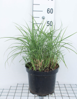 Miscanthus sinensis 'Ferner Osten'   pot 3L