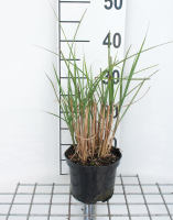 Miscanthus sinensis 'Gracillimus'   pot 11x11 cm